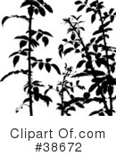 Plant Clipart #38672 by dero