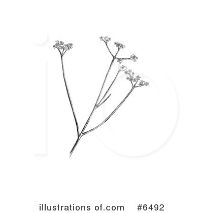 Botany Clipart #6492 by JVPD