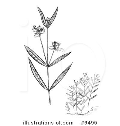 Royalty-Free (RF) Plants Clipart Illustration by JVPD - Stock Sample #6495