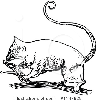 Royalty-Free (RF) Possum Clipart Illustration by Prawny Vintage - Stock Sample #1147828