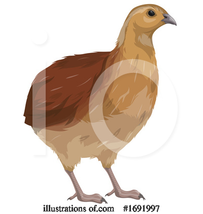 Quail Clipart #1691997 by Vector Tradition SM