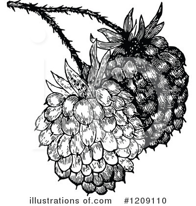 Berries Clipart #1209110 by Prawny Vintage