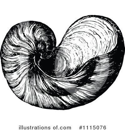 Seashell Clipart #1115076 by Prawny Vintage