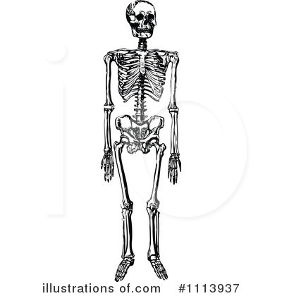 Skeleton Clipart #1113937 by Prawny Vintage