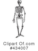 Skeleton Clipart #434007 by BestVector