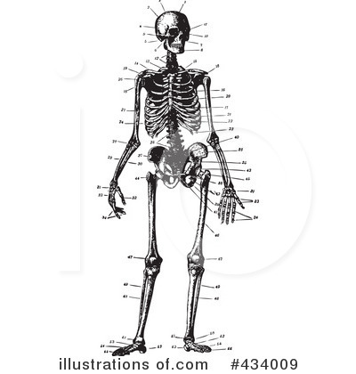 Royalty-Free (RF) Skeleton Clipart Illustration by BestVector - Stock Sample #434009