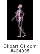 Skeleton Clipart #434095 by KJ Pargeter