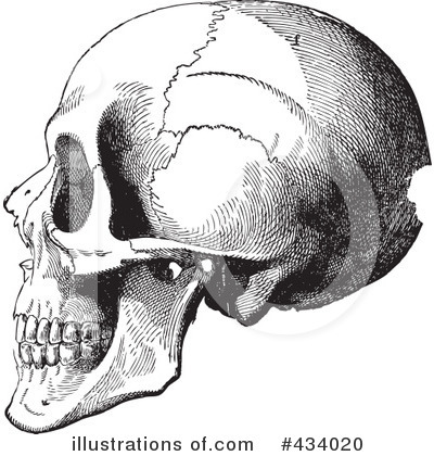 Royalty-Free (RF) Skull Clipart Illustration by BestVector - Stock Sample #434020
