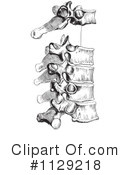 Spine Clipart #1129218 by Picsburg