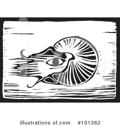 Nautilus Clipart #101362 by xunantunich