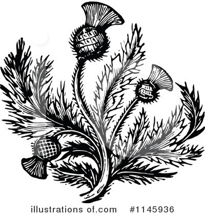 Thistle Clipart #1145936 by Prawny Vintage