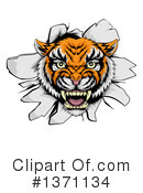 Tiger Clipart #1371134 by AtStockIllustration