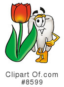 Tooth Clipart #8599 by Mascot Junction