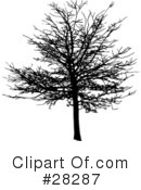Tree Clipart #28287 by KJ Pargeter