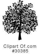 Tree Clipart #30385 by elaineitalia