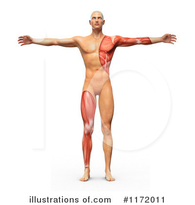 Royalty-Free (RF) Vitruvian Man Clipart Illustration by Mopic - Stock Sample #1172011