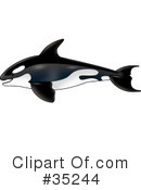 Whale Clipart #35244 by dero