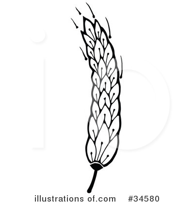 Wheat Clipart #34580 by C Charley-Franzwa