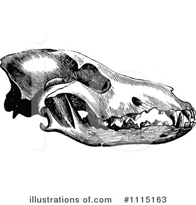 Skull Clipart #1115163 by Prawny Vintage