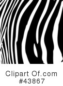 Zebra Clipart #43867 by Arena Creative
