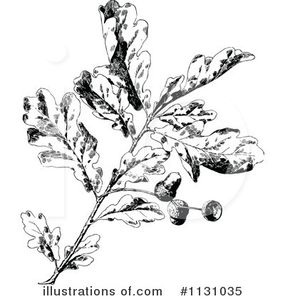 Oak Leaf Clipart #1131035 by Prawny Vintage