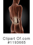 Anatomy Clipart #1193665 by KJ Pargeter