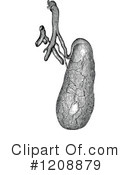 Anatomy Clipart #1208879 by Prawny Vintage