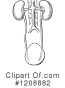 Anatomy Clipart #1208882 by Prawny Vintage