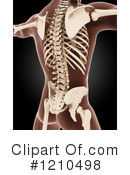 Anatomy Clipart #1210498 by KJ Pargeter