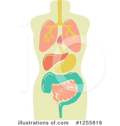 Royalty-Free (RF) Anatomy Clipart Illustration by BNP Design Studio - Stock Sample #1255816