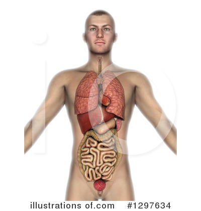Royalty-Free (RF) Anatomy Clipart Illustration by KJ Pargeter - Stock Sample #1297634