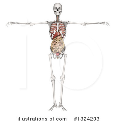Skeleton Clipart #1324203 by KJ Pargeter