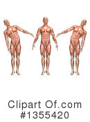 Anatomy Clipart #1355420 by KJ Pargeter