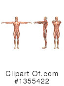 Anatomy Clipart #1355422 by KJ Pargeter