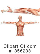 Anatomy Clipart #1356238 by KJ Pargeter