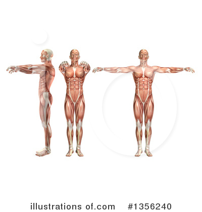 Royalty-Free (RF) Anatomy Clipart Illustration by KJ Pargeter - Stock Sample #1356240