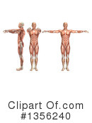 Anatomy Clipart #1356240 by KJ Pargeter