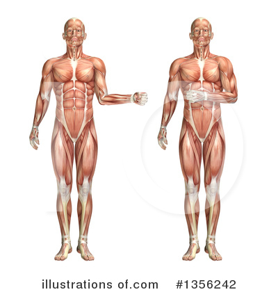 Royalty-Free (RF) Anatomy Clipart Illustration by KJ Pargeter - Stock Sample #1356242