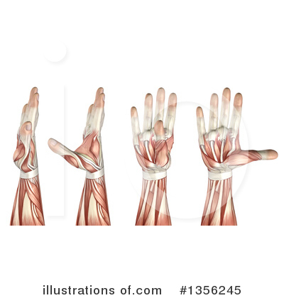 Hands Clipart #1356245 by KJ Pargeter