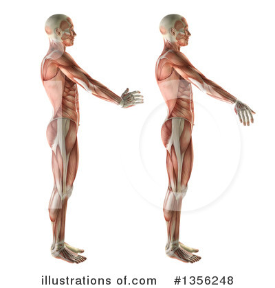 Royalty-Free (RF) Anatomy Clipart Illustration by KJ Pargeter - Stock Sample #1356248