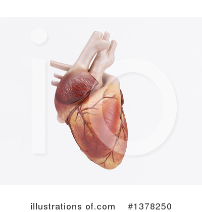 Cardiology Clipart #1378250 by KJ Pargeter