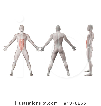 Muscle Clipart #1378255 by KJ Pargeter