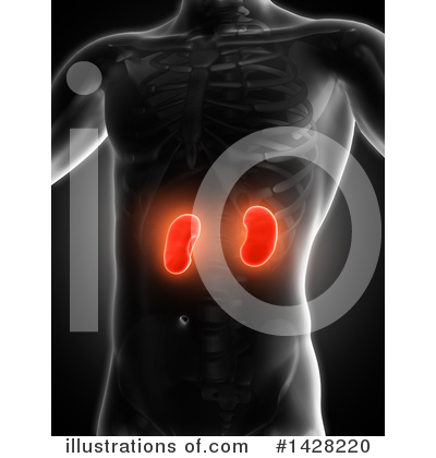 Kidneys Clipart #1428220 by KJ Pargeter
