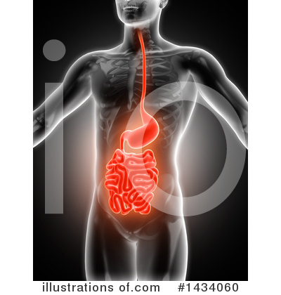 Digestive System Clipart #1434060 by KJ Pargeter