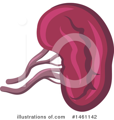 Kidneys Clipart #1461142 by Vector Tradition SM