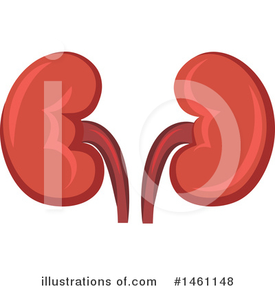 Kidney Clipart #1461148 by Vector Tradition SM