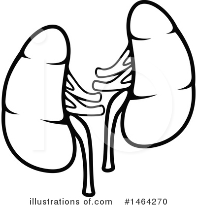 Kidneys Clipart #1464270 by Vector Tradition SM