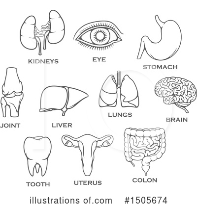 Liver Clipart #1505674 by Vector Tradition SM