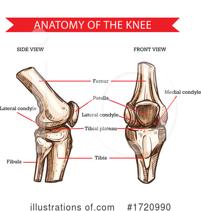 Royalty-Free (RF) Anatomy Clipart Illustration by Vector Tradition SM - Stock Sample #1720990