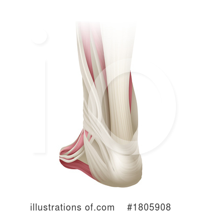 Royalty-Free (RF) Anatomy Clipart Illustration by AtStockIllustration - Stock Sample #1805908
